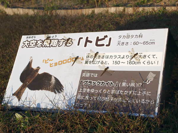 赤トンボ 赤トンボ