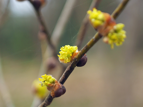 �_���R�E�o�C