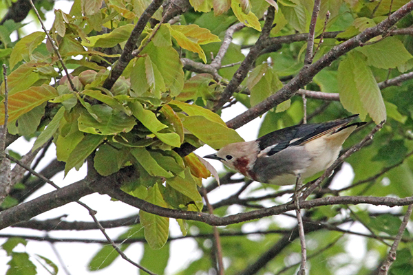 �R���N�h��