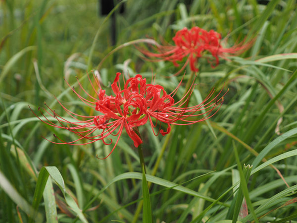 �q�K���o�i