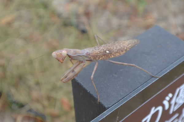 �n���r���J�}�L�����F�^