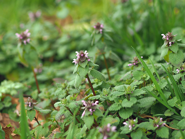 �q���I�h���R�\�E