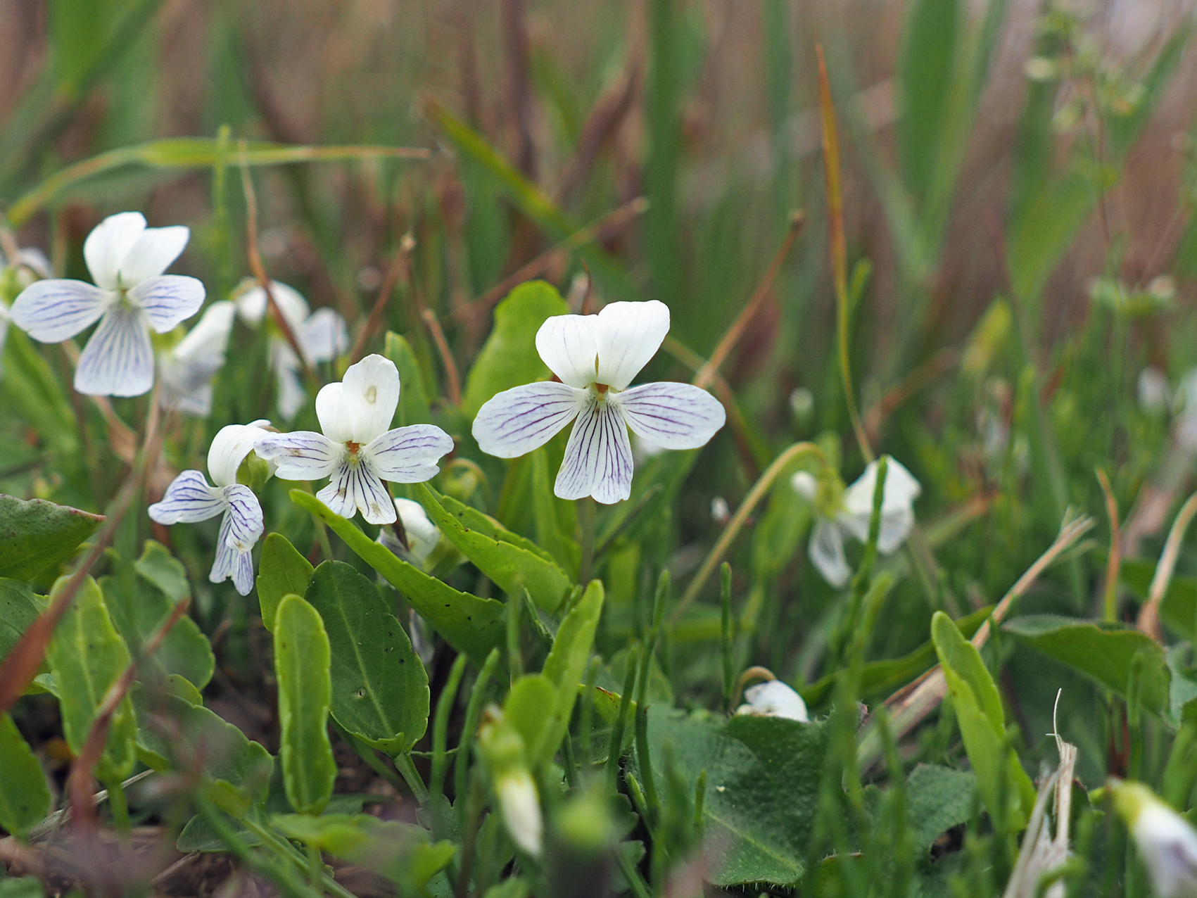 �A���A�P�X�~��