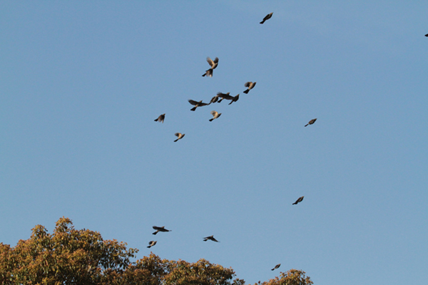 �q���h��