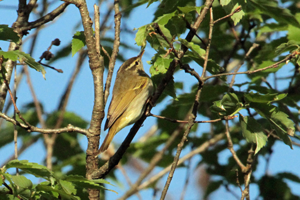 �Z���_�C���V�N�C