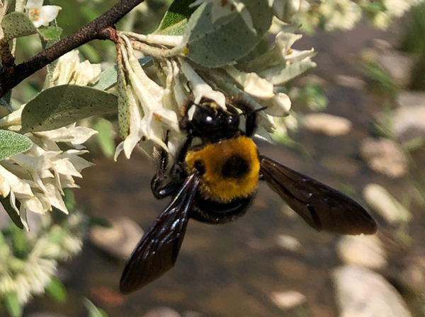 �L���l�N�}�o�`�̃I�X