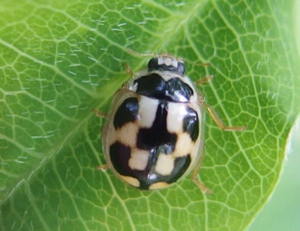 �q���J���m�R�e���g�E