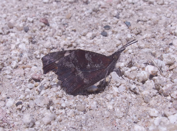 �e���O�`���E