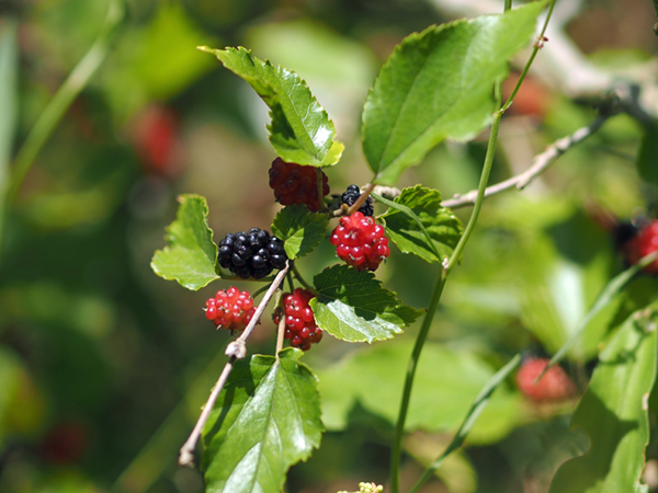 �N���̉ʎ�