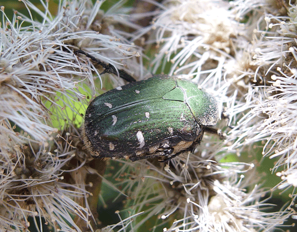 �R�A�I�n�i���O��