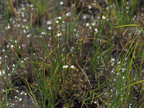 ���E�Z���S�P