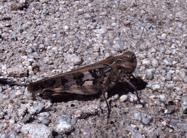 �N���}�o�b�^���h�L