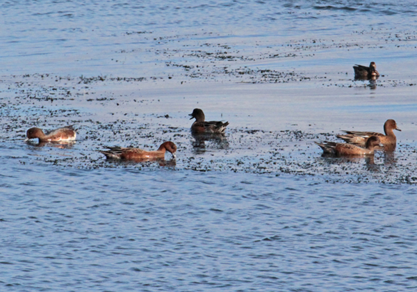 �q�h���K��