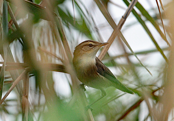 �R���V�L��