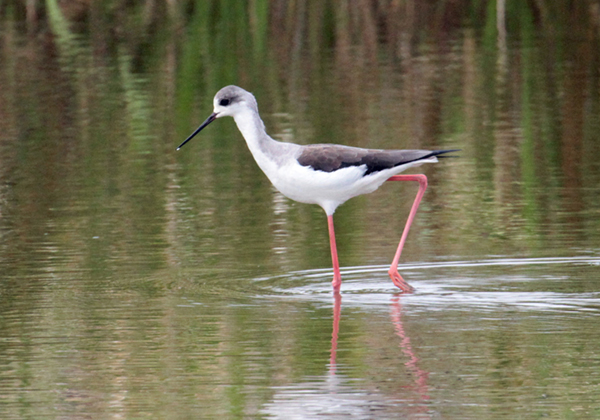 �Z�C�^�J�V�M