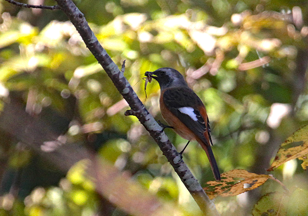 �W���E�r�^�L