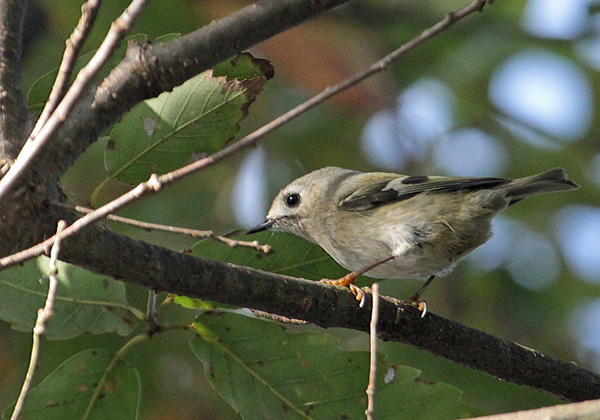 �L�N�C�^�_�L