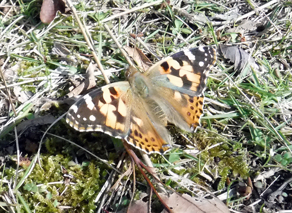 �q���^�e�n