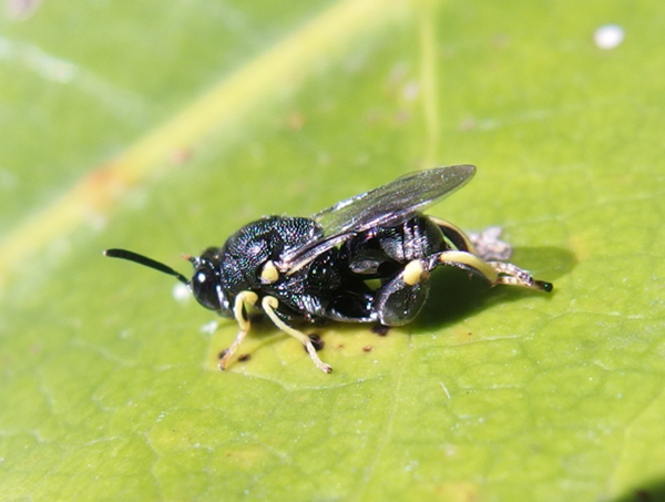キアシブトコバチ キアシブトコバチ