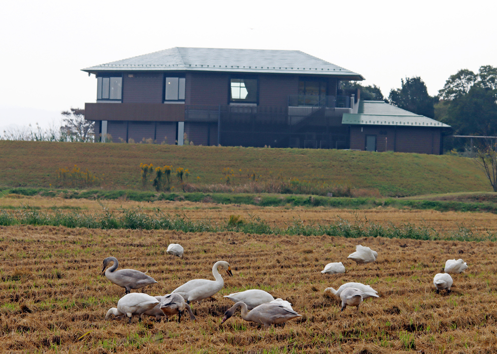 �R�n�N�`���E