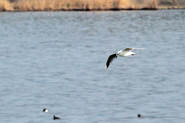 �Y�O���J����