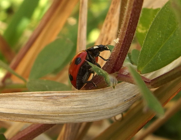 �i�i�z�V�e���g�E