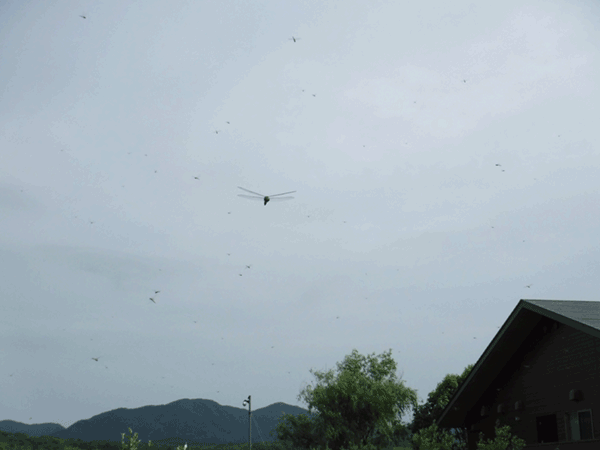 �E�X�o�L�g���{