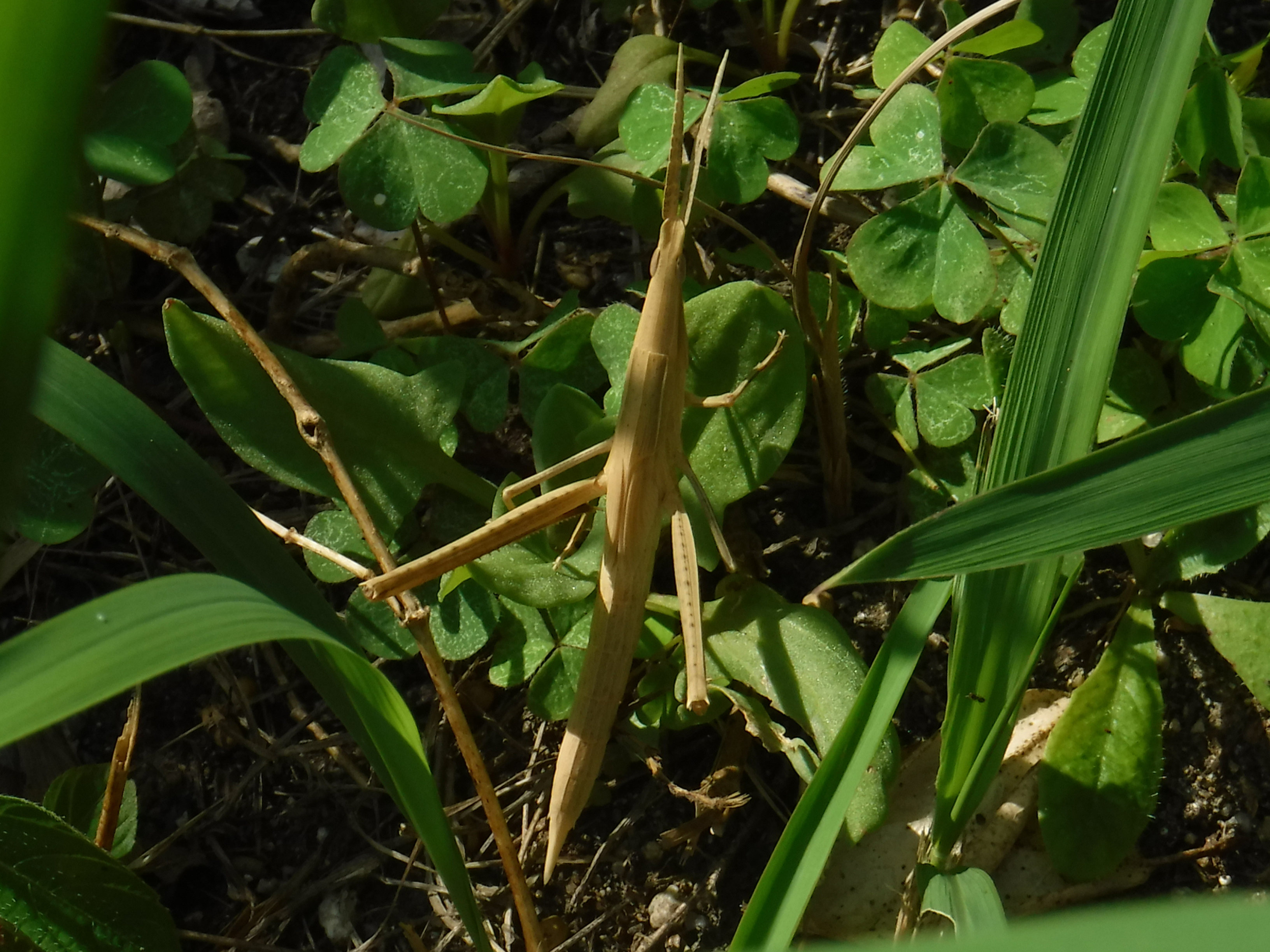 �V���E�����E�o�b�^