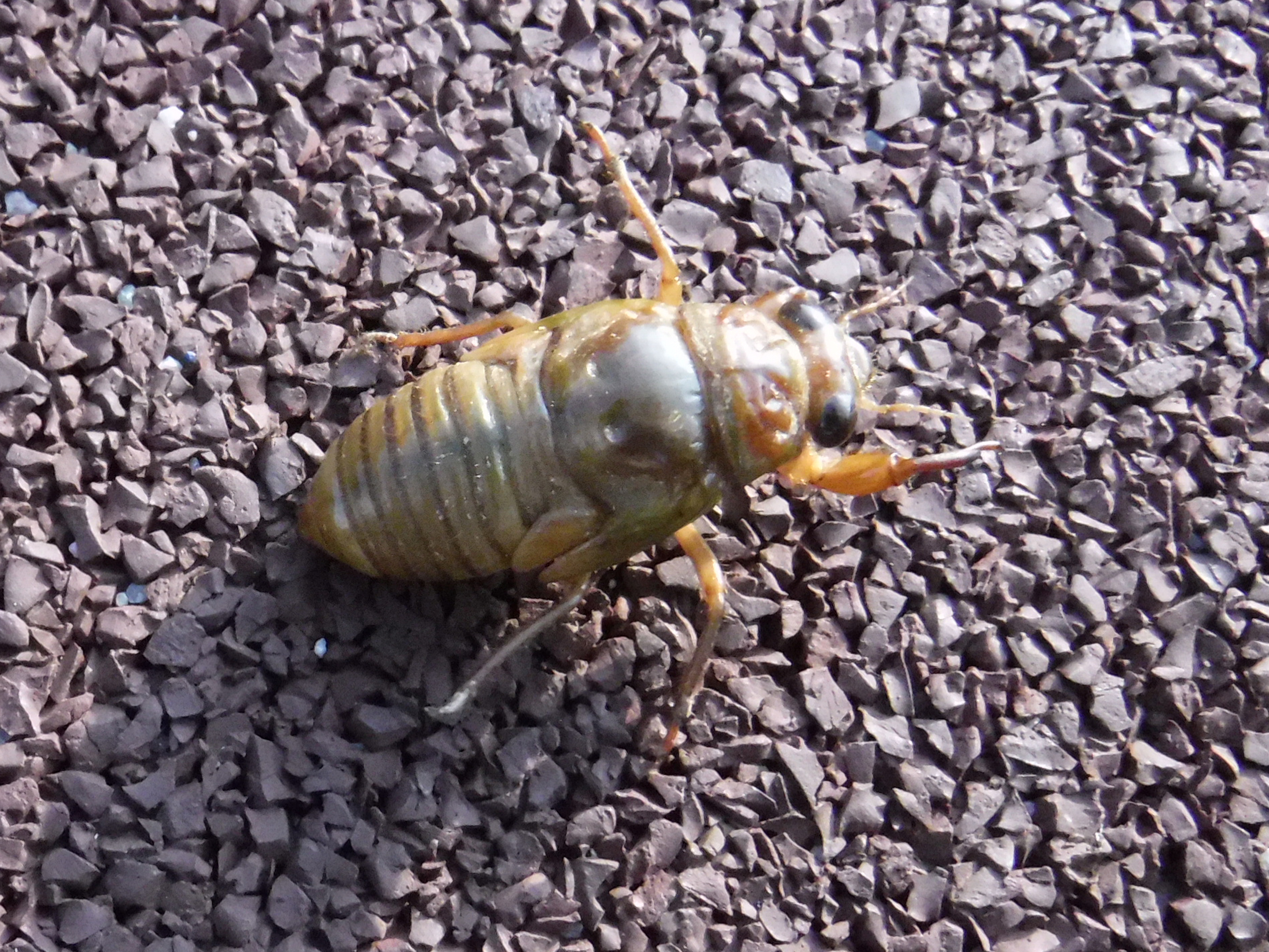 �A�u���[�~