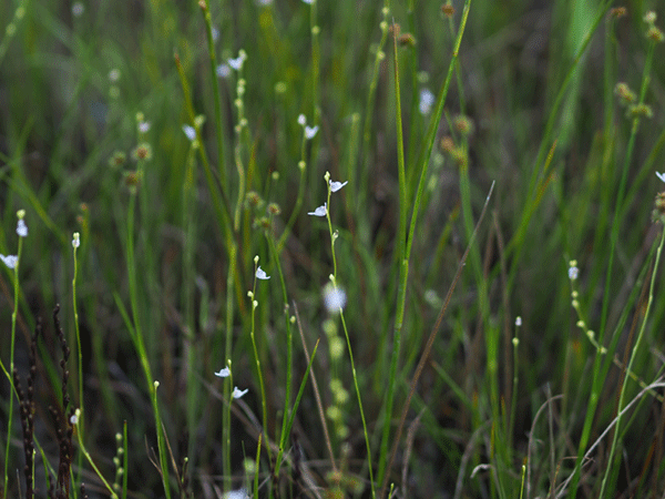 �z�U�L�m�~�~�J�L�O�T