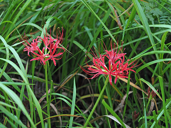 �q�K���o�i