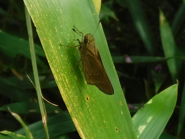 �C�`�����W�Z�Z��