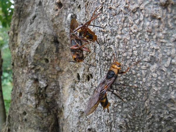 �q���A�V�L�o�`