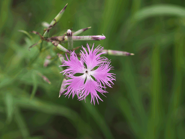 �J�����i�f�V�R