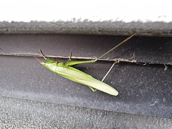 �N�r�L���M���X