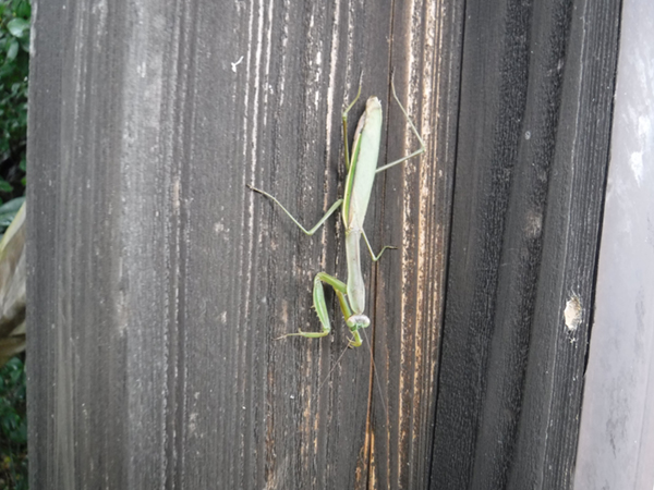 �`���E�Z���J�}�L��