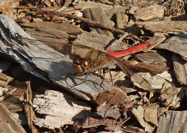 �A�L�A�J�l