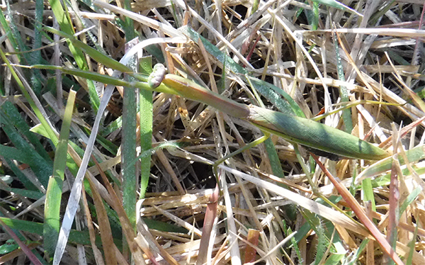 �`���E�Z���J�}�L��