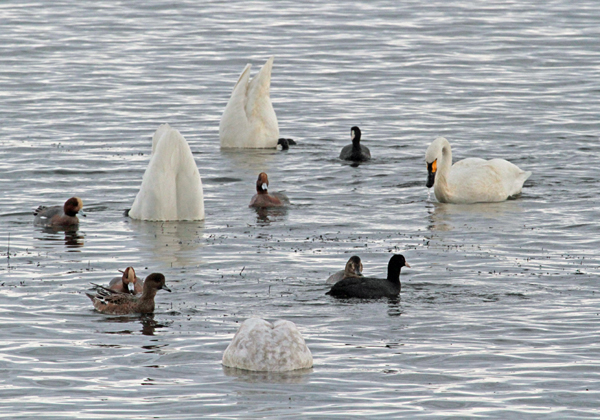 �R�n�N�`���E