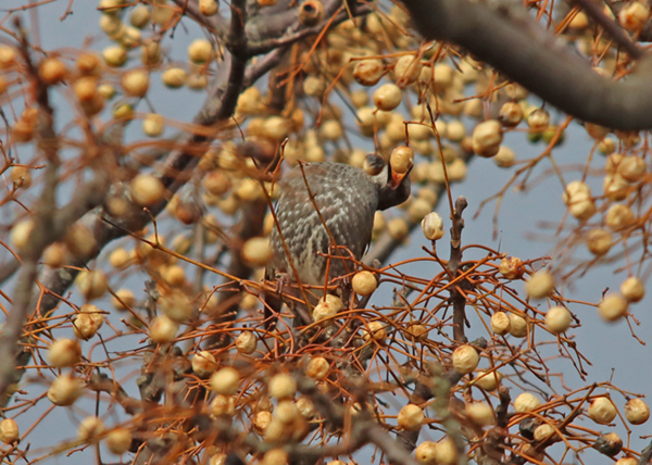 �q���h��