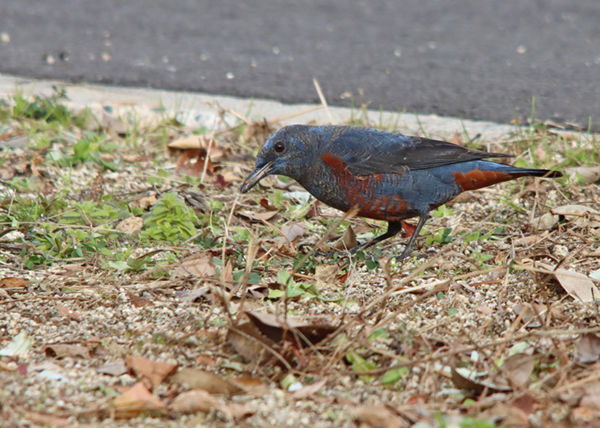 �C�\�q���h��