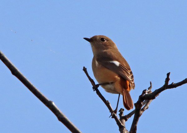 �W���E�r�^�L���X