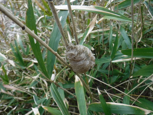 �J�}�L���̗�