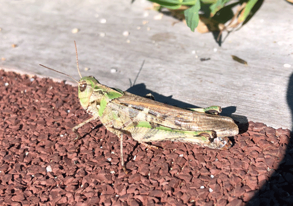 �N���}�o�b�^���h�L�ΐF�^