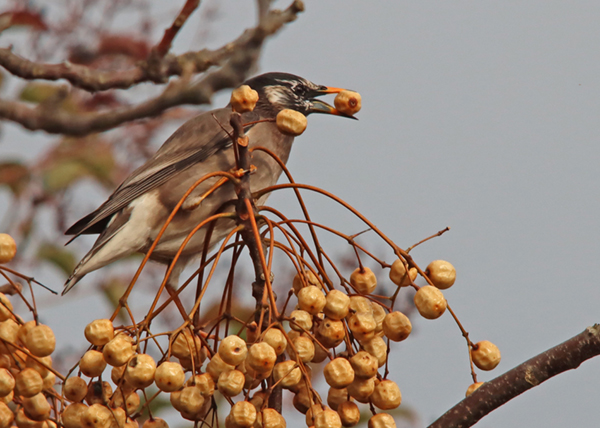 ���N�h��