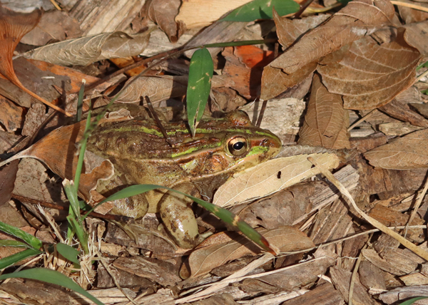 �g�m�T�}�K�G��