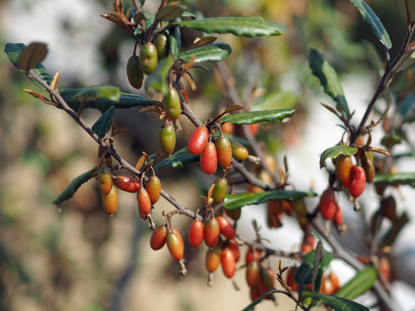 �i���V���O�~