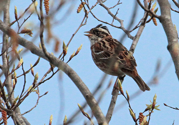 �J�V���_�J