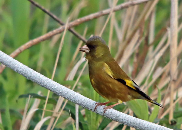 �J�����q��