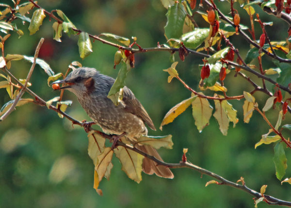 �q���h��